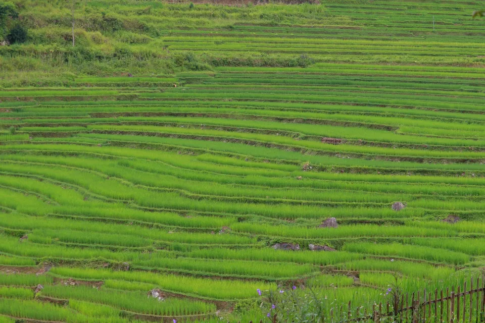 Cân và đóng bao